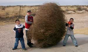 tumbleweed.jpg