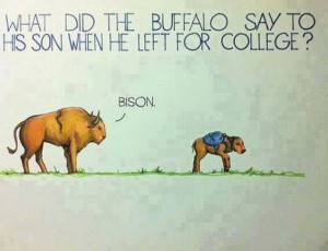 bison